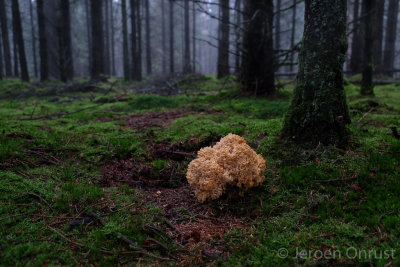 Sparassis crispa - Grote Sponszwam - Wood Cauliflower