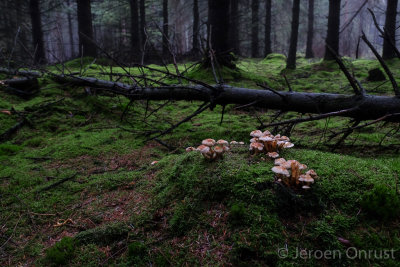 Hypholoma fasciculare - Gewone Zwavelkop - Sulphur Tuft