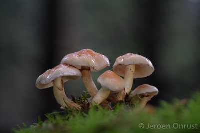 Hypholoma fasciculare - Gewone Zwavelkop - Sulphur Tuft