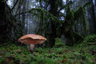 Paxillus involutus - Gewone Krulzoom - Brown Rollrim