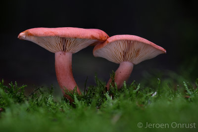 Lactarius rufus - Rossige Melkzwam - Rufous Milkcap