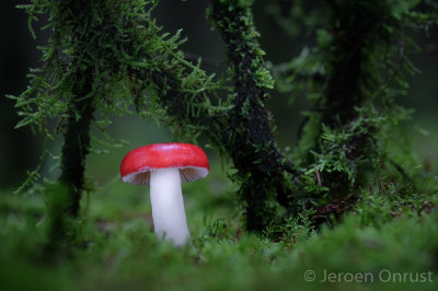 Russula emetica - Naaldbosbraakrussula - Sickener