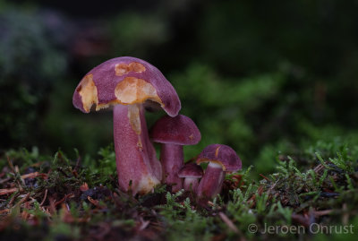 Tricholomopsis rutilans - Koningsmantel - Plums and Custard