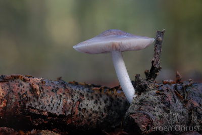 Pluteus cervinus - Gewone Hertenzwam - Deer Shield