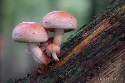 Hypholoma lateritium - Rode Zwavelkop - Brick Tuft