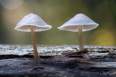 Mycena galericulata - Helmmycena - Common Bonnet