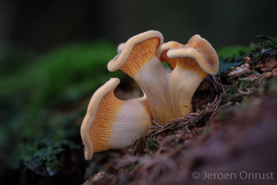 Hygrophoropsis aurantiaca - Valse Hanenkam - False Chanterelle