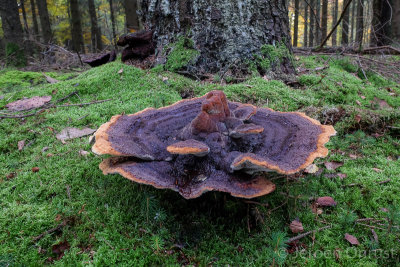 Phaeolus schweinitzii - Dennenvoetzwam - Dyers Mazegill