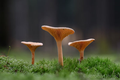 Hygrophoropsis aurantiaca - Valse Hanekam - False Chanterelle