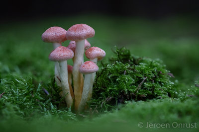 Hypholoma fasciculare - Gewone Zwavelkop - Sulphur Tuft