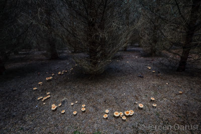 Lepista flaccida - Roodbruine Schijnridderzwam - Tawny Funnel