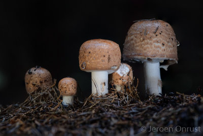 Agaricus silvaticus - Schubbige Boschampignon - Blushing Wood Mushroom