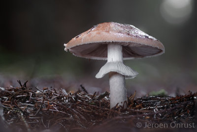 Agaricus silvaticus - Schubbige Boschampignon - Blushing Wood Mushroom