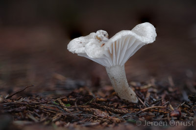 Hygrophorus pustulatus - Stippelsteelslijmkop - Blistered Woodwax