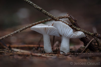 Hygrophorus pustulatus - Stippelsteelslijmkop - Blistered Woodwax