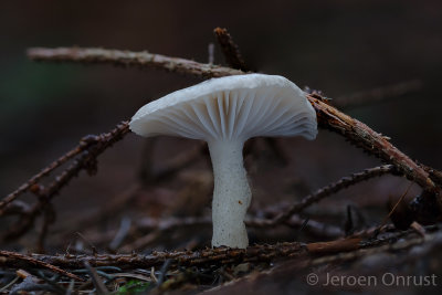 Hygrophorus pustulatus - Stippelsteelslijmkop - Blistered Woodwax