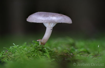 Hygrophorus agathosmus - Amandelslijmkop - Almond Woodwax