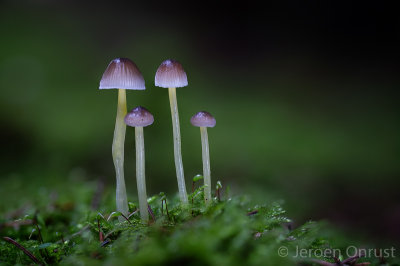 Mycena epipterygioides - Dennenkleefsteelmycena - Yellowleg Bonnet