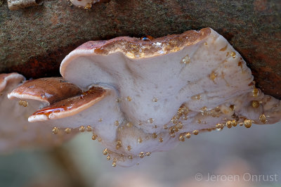 Ischnoderma resinosum - Late Fall Polypore