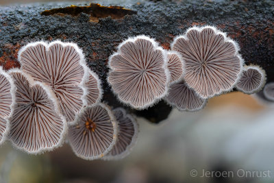 Schizophyllum commune - Waaiertje - Splitgill