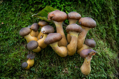 Armillaria mellea - Echte Honingzwam - Honey Fungus