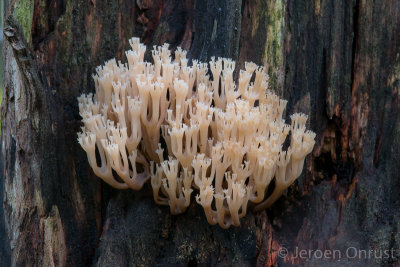 Artomyces pyxidatus - Kroontjesknotszwam - Crown-tipped Coral 