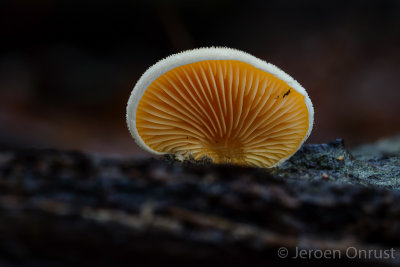 Phyllotopsis nidulans - Oranje Oesterzwam - Orange Mock Oyster