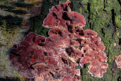 Chondrostereum purpureum - Paarse Korstzwam - Silverleaf Fungus