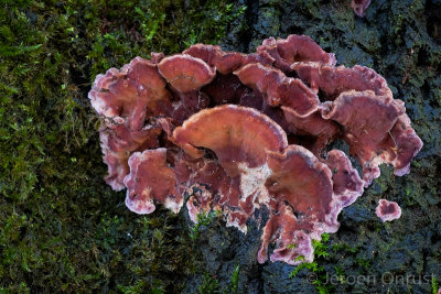 Chondrostereum purpureum - Paarse Korstzwam - Silverleaf Fungus