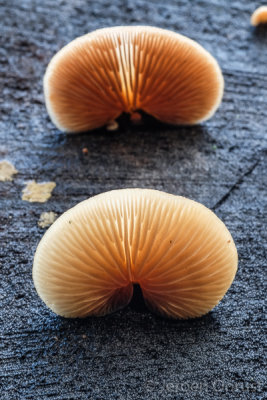 Crepidotus mollis - Week Oorzwammetje - Peeling Oysterling