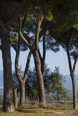 _MG_6847.jpg