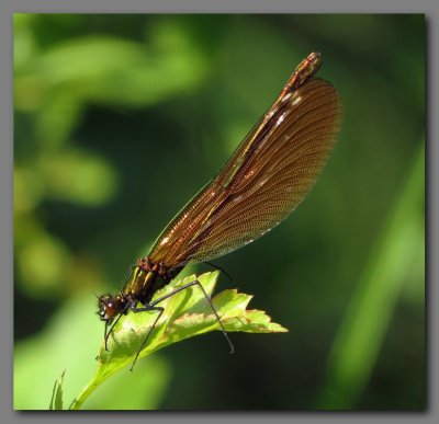 Beautiful Demoiselle