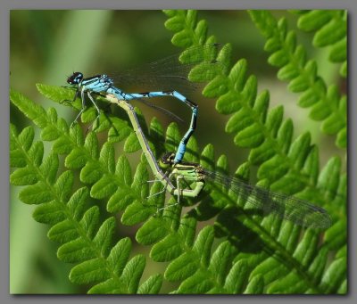 Northern damselflies in cop