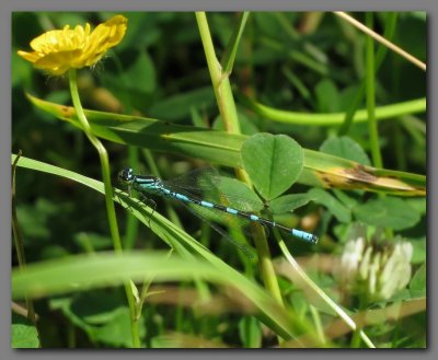 Northern damselfly