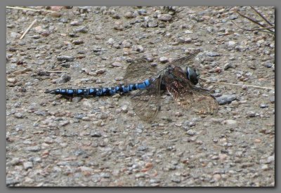 Azure hawker