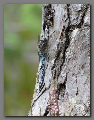 Azure hawker