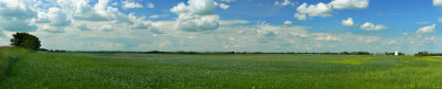 Flax field.jpg
