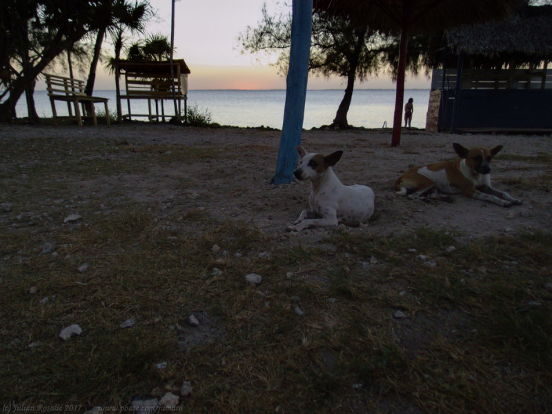 Sunset dogs