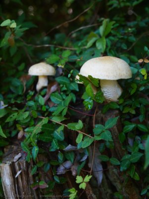 Mushrooms on Kiniko-yama