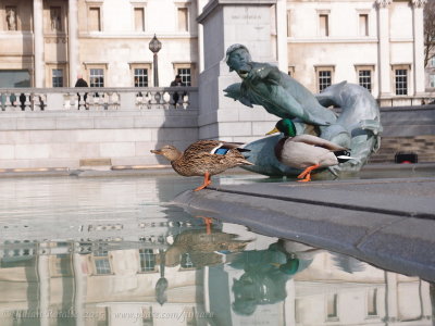 Duck dive