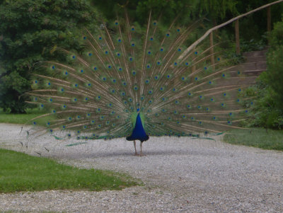 Peacock, Schloss Eggenberg gardens
