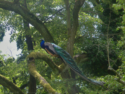Peacock, Schloss Eggenberg gardens
