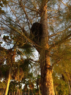 Termite nest