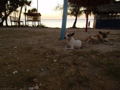 Sunset dogs