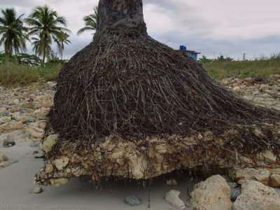 Uprooting palm