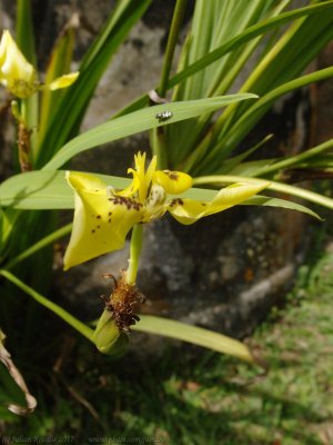 Cafetal Isabelica