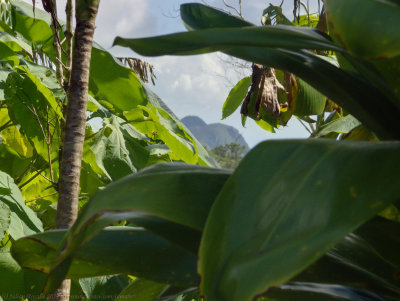 Cafetal Isabelica