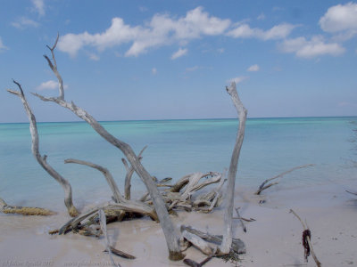 Cayo Jutias