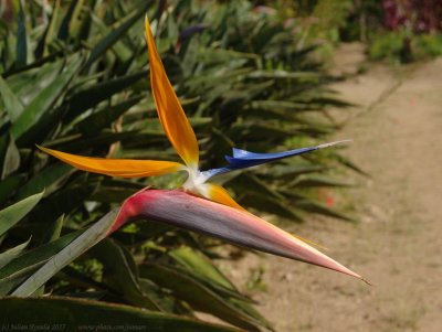 Bird of Paradise botanic gardens