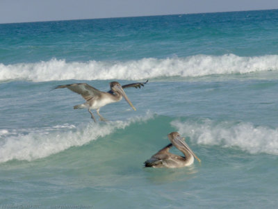 Pelicans at Cayo Santa Maria